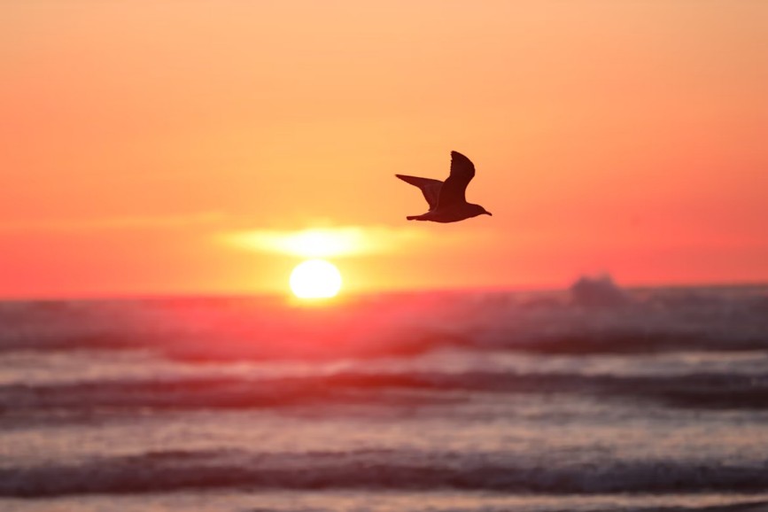 Pássaro voando sobre o mar ao pôr do sol - A liberdade do planejamento tributário eficiente