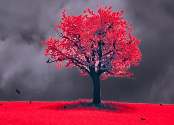 Árvore vermelha em paisagem - A transformação do cenário tributário